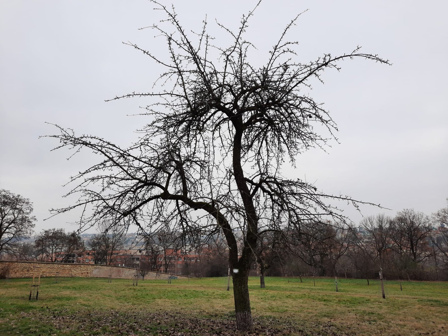 Hruška Muškatelka šedá strom 