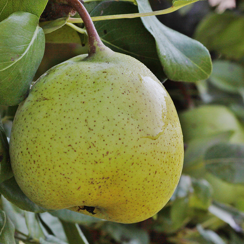 Hruška Naghinova plod detail
