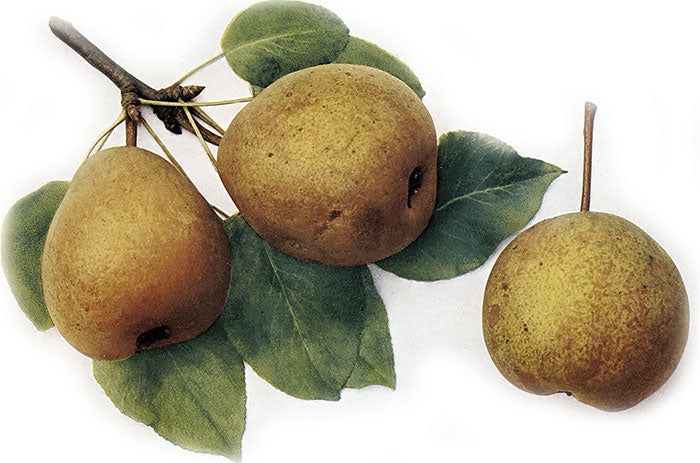 hruška olivier de serres detail plod