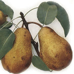 hruška Salisburyova detail plody