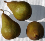 hruška Salisburyova detail plody