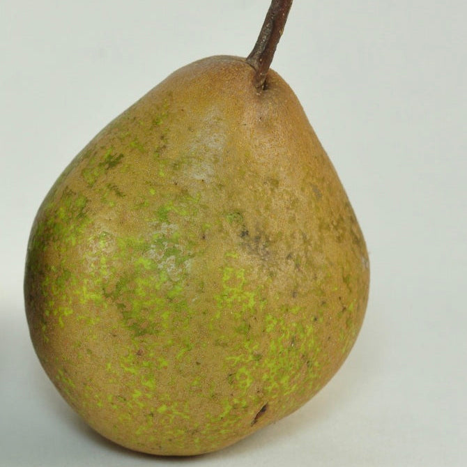 hruška šedá zimná plod