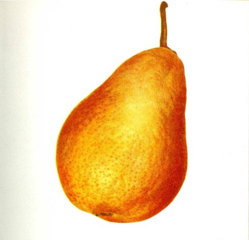 Hruška Tongréská plod detail