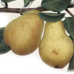 Hruška Williamsova plody