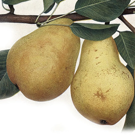 Hruška Williamsova plody