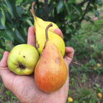 Hruška Windsorská detail plod