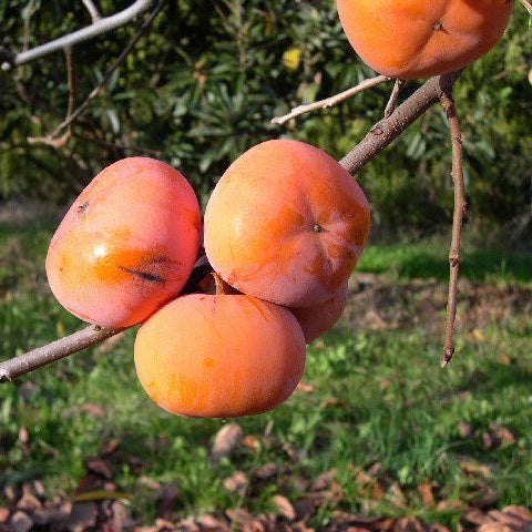 hurmi kaki Hirataneshi plody