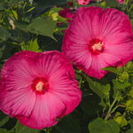 Ibištek bahenný Pink Jake