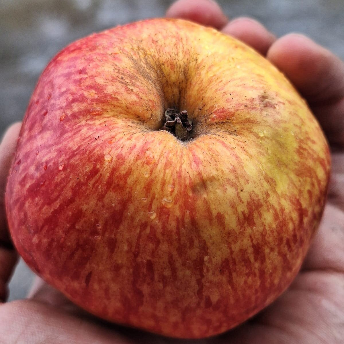 jabloň Valatínske plod