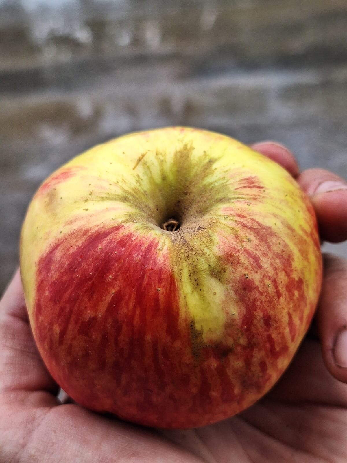 jabloň valatínske plod červenožltý žíhaný