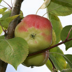 Jabloň Api hviezdovité plody