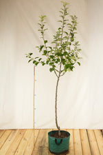 jabloň baumannova airpot strom 