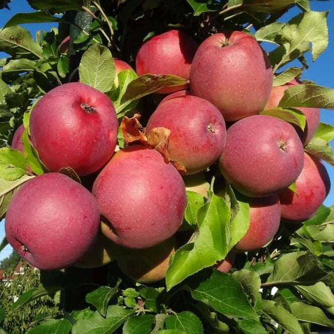 Jabloň Bernské ružové plody detail