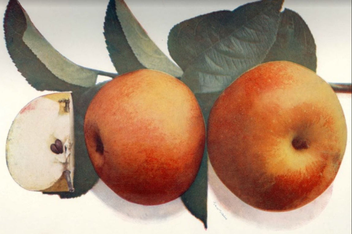 jabloň Blenheimska reneta plody 