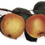 Jabloň Boskoopské plody