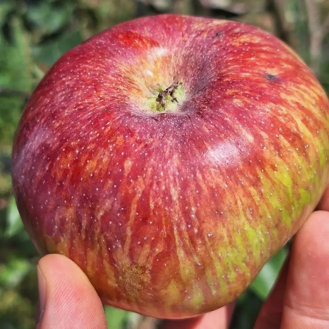 jabloň Charlamowski Borowinka plod 