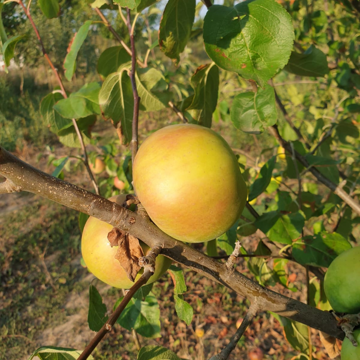 jabloň čistecké lahôdkové plody na strome