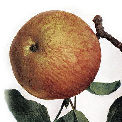 Jabloň Coulanova reneta plody