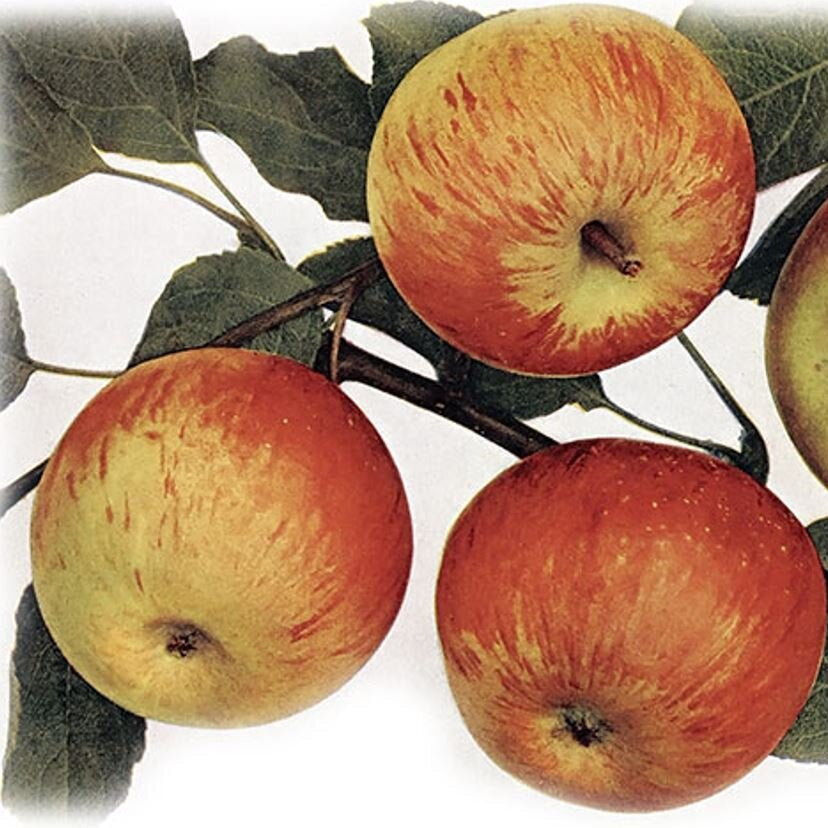 Jabloň Coxova reneta plody