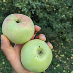 Jabloň Ďatlové plody