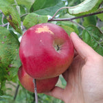 jabloň gdánsky hranáč plody 