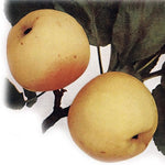 Jabloň Hodvábne neskorokvitnúce plody