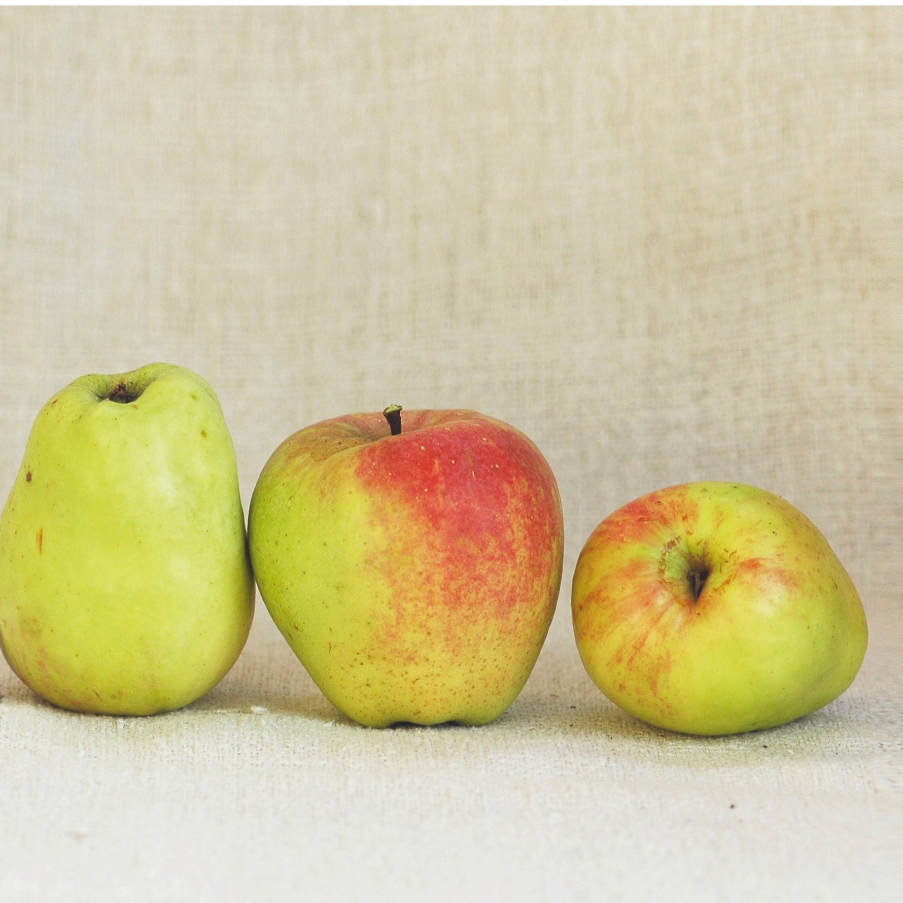 Jabloň Hontianska končiarka 