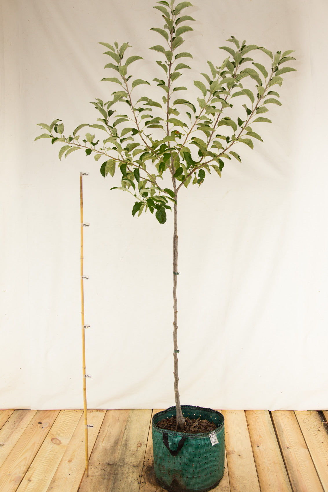 Hrkáč súdkovitý strom airpot