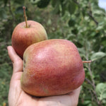 jabloň Hrkáč súdkovitý plody 