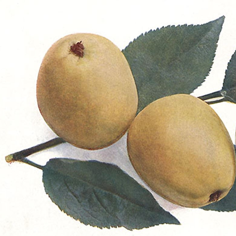 Jabloň Jadernička moravská plody