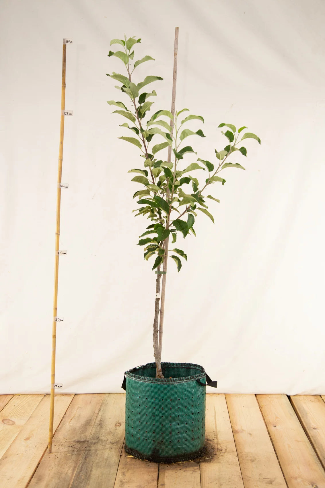 Jabloň James Grieve Red airpot arbotaška strom