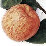 Jabloň Kardinál pásikavý plody