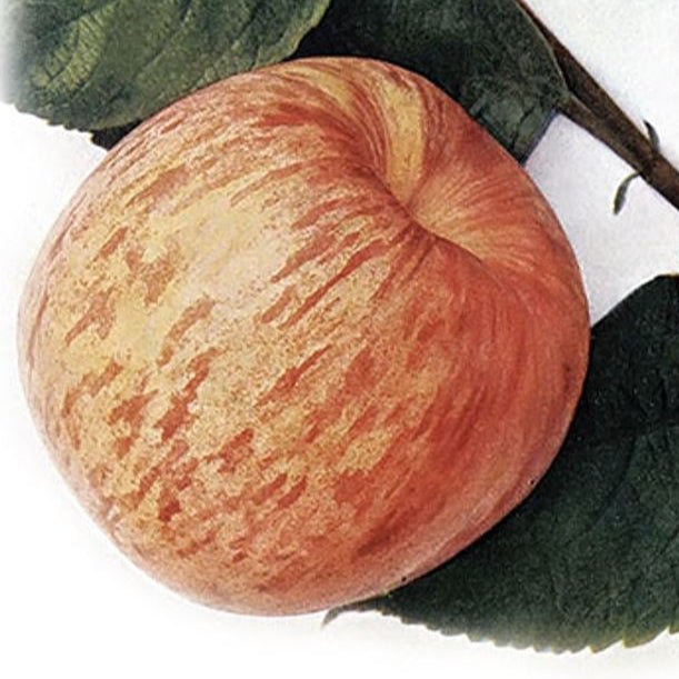 Jabloň Kardinál pásikavý plody