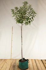 Jabloň Krasokvet žltý strom airpot