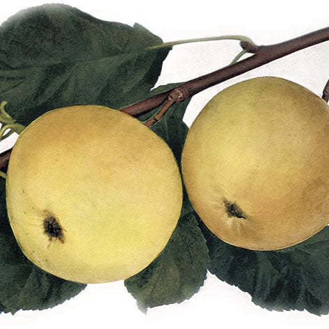 Jabloň Landsberská reneta plody