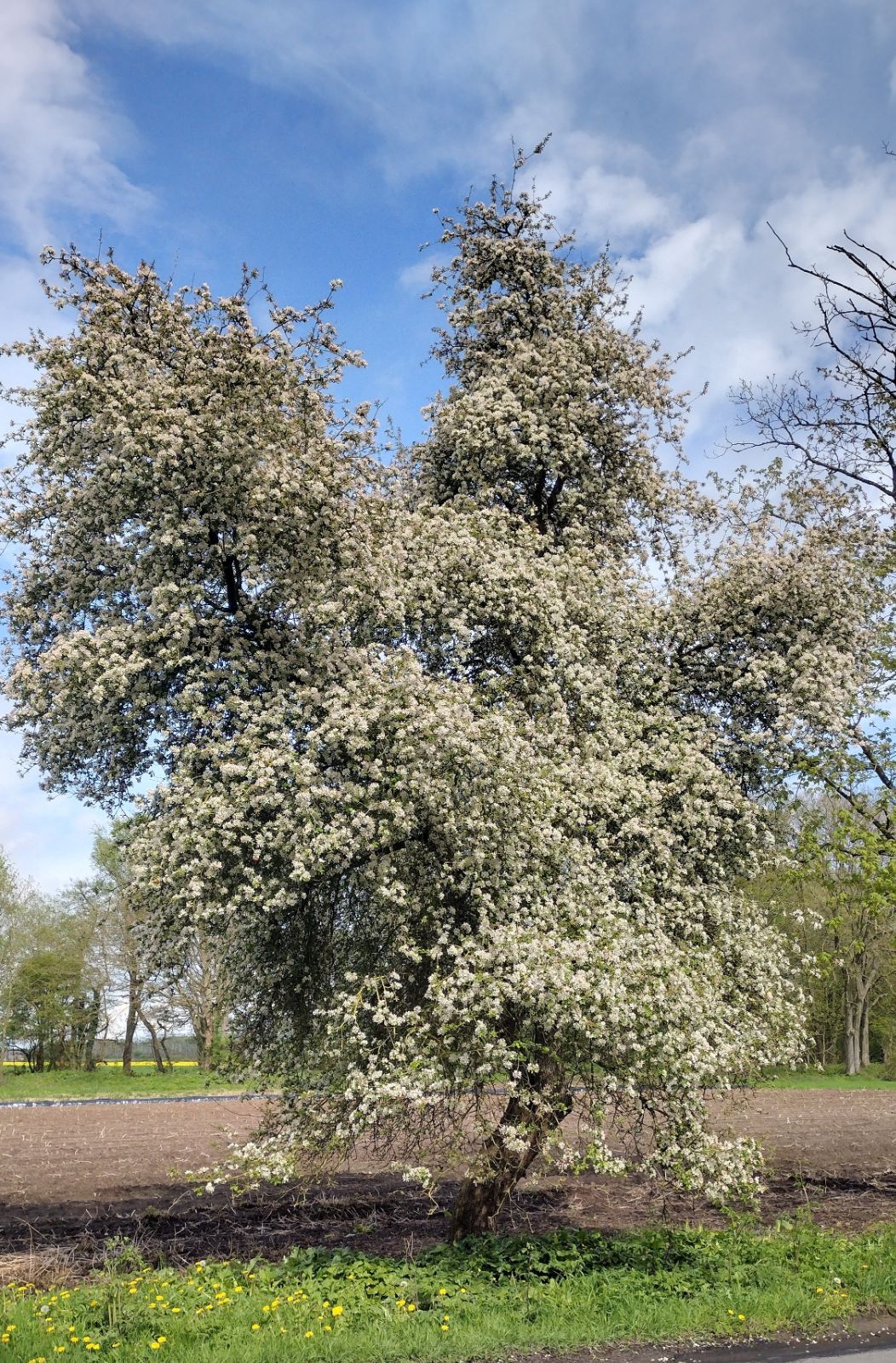 Jabloň lesná strom
