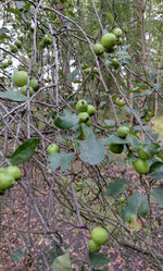 Jabloň lesná detail plody 