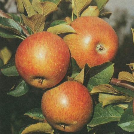 Jabloň Lord Lambourne plody detail