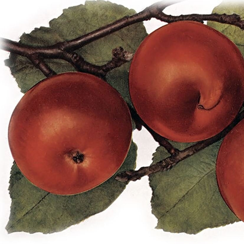 Jabloň Malinové holovouské plod