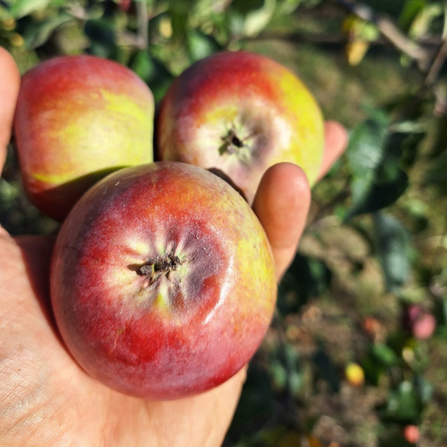 jabloň Malinové jesenné plody 