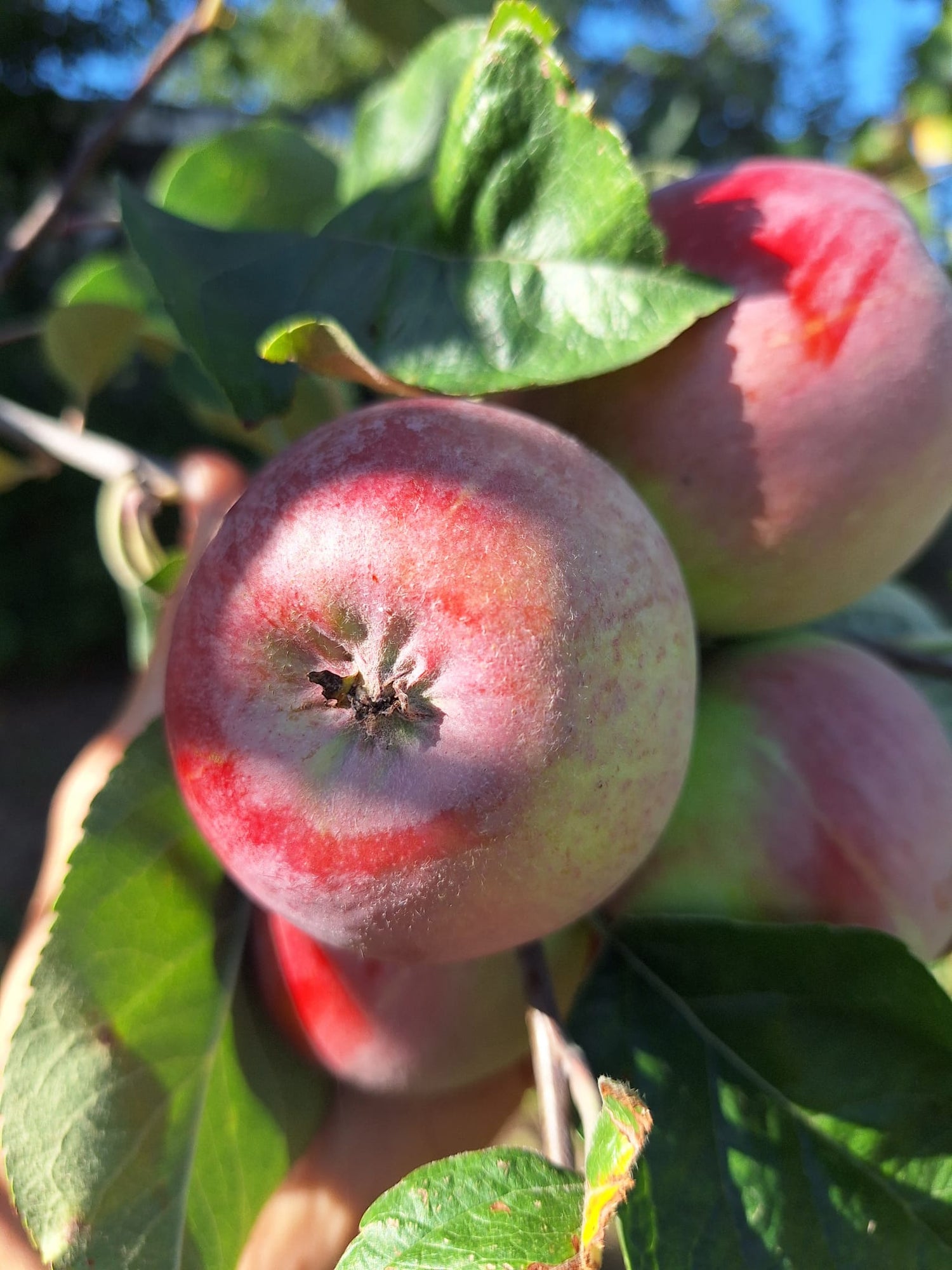 Jabloň Malinové jesenné