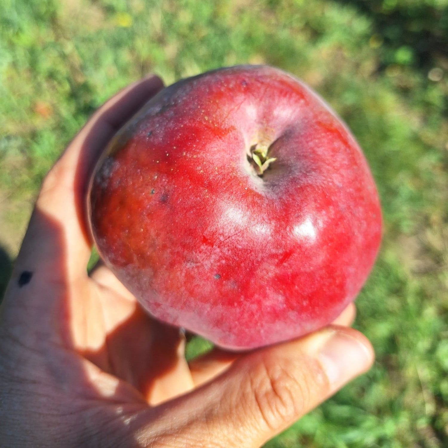 Jabloň Meklenburské plod detail jabĺčko