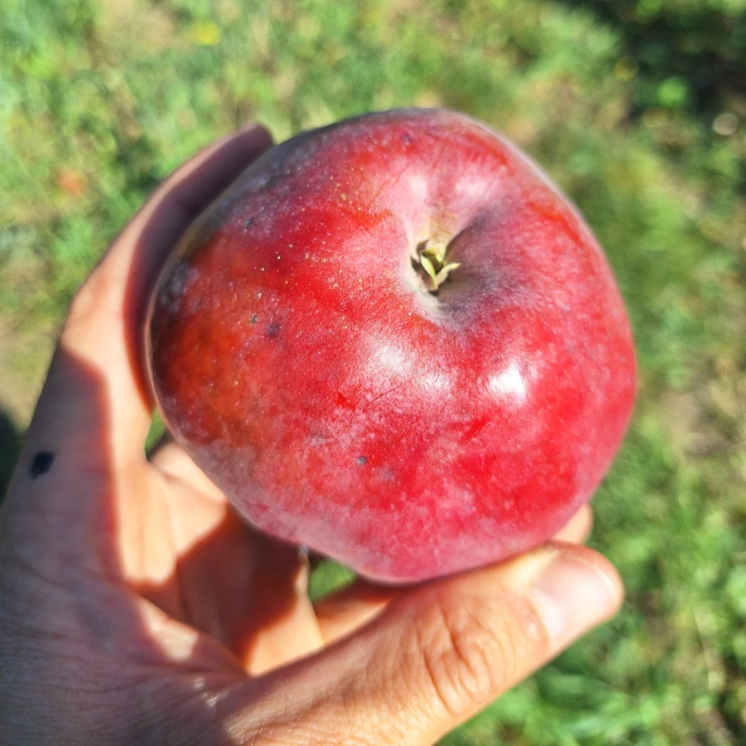 Jabloň Meklenburské plod detail jabĺčko