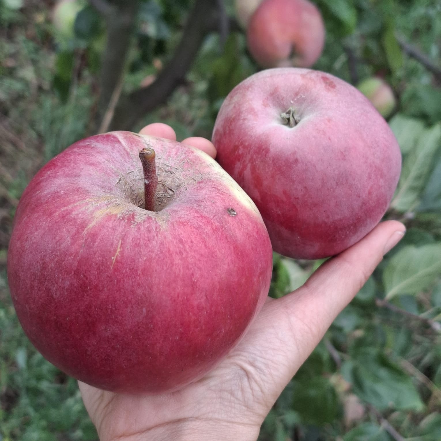 Jabloň Meklenburské plody detail 