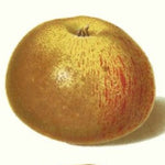 jabloň Osnabrucká reneta plod