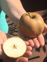 jabloň Osnabrucká reneta plod