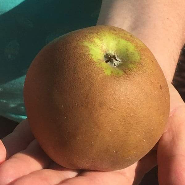 Jabloň Osnabrücká reneta