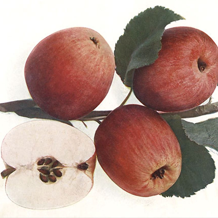 jabloň Panenské české plody 