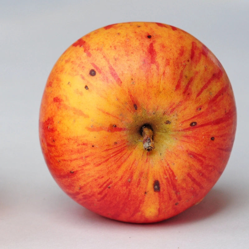 Jabloň Parmena zlatá zimná