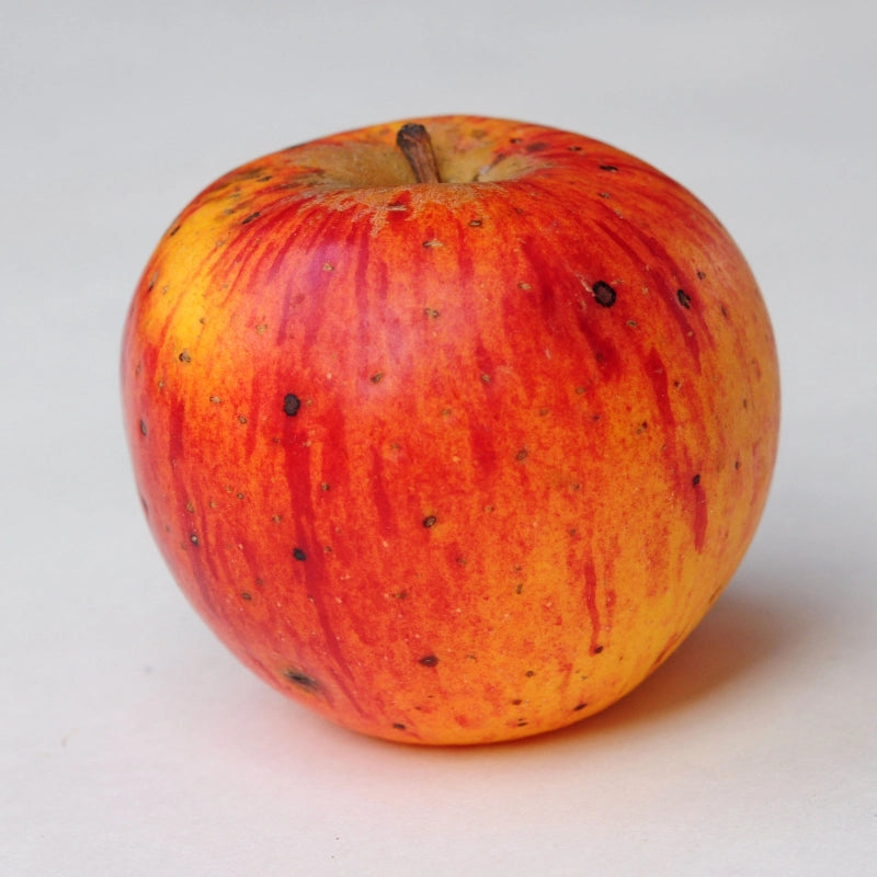 Jabloň Parmena zlatá zimná